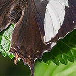 Marmor-Blattfalter Marmor-Blattfalter