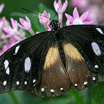 Mocker Swallowtail