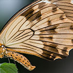 Mocker Swallowtail Mocker Swallowtail