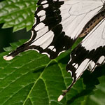 Mocker Swallowtail Mocker Swallowtail