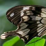 Mocker Swallowtail