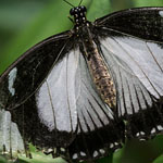 Mocker Swallowtail