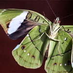 Nessaea obrinus Nessaea obrinus