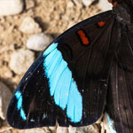 Nessaea obrinus Nessaea obrinus