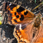 Nymphalis vaualbum Nymphalis vaualbum