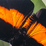 Orange-banded Shoemaker Orange-banded Shoemaker