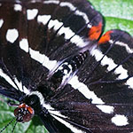 Orange-banded Shoemaker Orange-banded Shoemaker