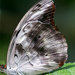 Orange-banded Shoemaker