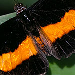 Orange-banded Shoemaker