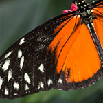 Passionsblumenfalter Heliconius hecale