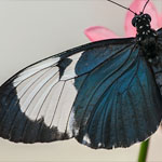 Passionsblumenfalter Heliconius cydno