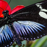 Passionsblumenfalter Heliconius doris