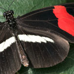Passionsblumenfalter Heliconius melpomene Passionsblumenfalter Heliconius melpomene