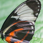 Passionsblumenfalter Heliconius cydno Passionsblumenfalter Heliconius cydno