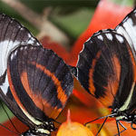 Passionsblumenfalter Heliconius cydno Passionsblumenfalter Heliconius cydno