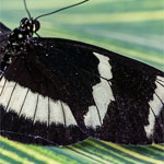 Passionsblumenfalter Heliconius hewitsoni Passionsblumenfalter Heliconius hewitsoni