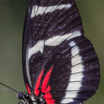 Passionsblumenfalter Heliconius hewitsoni