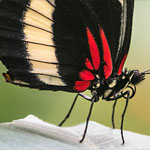 Passionsblumenfalter Heliconius hewitsoni Passionsblumenfalter Heliconius hewitsoni