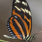 Passionsblumenfalter Heliconius ismenius