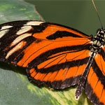 Passionsblumenfalter Heliconius ismenius