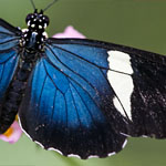 Passionsblumenfalter Heliconius sara Passionsblumenfalter Heliconius sara