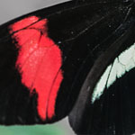 Passionsblumenfalter Heliconius melpomene Passionsblumenfalter Heliconius melpomene