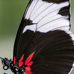 Passionsblumenfalter Heliconius sapho