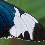 Passionsblumenfalter Heliconius sapho