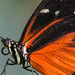 Passionsblumenfalter Heliconius hecale Passionsblumenfalter Heliconius hecale