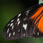 Passionsblumenfalter Heliconius hecale