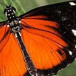 Passionsblumenfalter Heliconius hecale Passionsblumenfalter Heliconius hecale