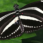Passionsblumenfalter Heliconius charitonius Passionsblumenfalter Heliconius charitonius