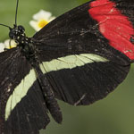 Passionsblumenfalter Heliconius erato