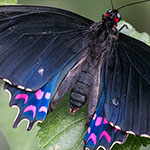 Pink-spotted Cattleheart Pink-spotted Cattleheart