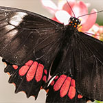 Red- oder Ruby-spotted  Swallowtail