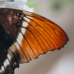 Schokoladenfalter Schokoladenfalter