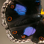 Schwarzes Veilchen Schwarzes Veilchen