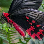 Semperi Swallowtail