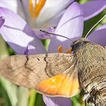 Taubenschwänzchen Taubenschwänzchen