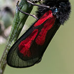 Thymian-Widderchen Thymian-Widderchen