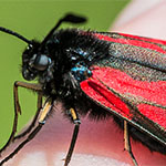 Thymian-Widderchen Thymian-Widderchen