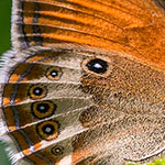 Weißbindiges Wiesenvögelchen Weißbindiges Wiesenvögelchen