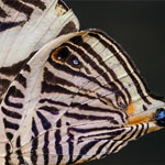 Zebra-Mosaikfalter Zebra-Mosaikfalter