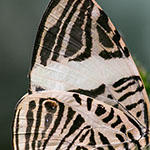Zebra-Mosaikfalter Zebra-Mosaikfalter