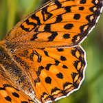 Zerene Fritillary Zerene Fritillary