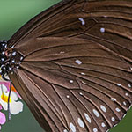 Zwergkrähe (Euploea tulliolus)