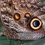 Bananenfalter - Caligo eurilochus Bananenfalter - Caligo eurilochus