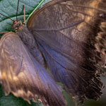 Bananenfalter - Caligo eurilochus Bananenfalter - Caligo eurilochus