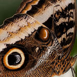 Bananenfalter - Caligo atreus Bananenfalter - Caligo atreus