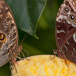 Bananenfalter und Blauer Morpho